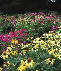 Echinacea &#39;Prairie Splendor&#39; 4.5&quot;