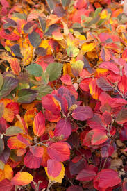 Fothergilla major &#39;Mt. Airy&#39; 2 gal