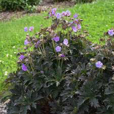 Geranium &#39;Boom Chocolatta&#39; 1 gal.
