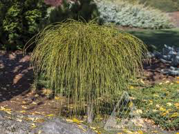 Thuja plicata &#39;Whipcord&#39; 3 gal