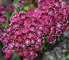 Mt. Laurel Kalmia latifolia Carol 2 gal.