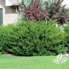 Juniperus chinensis &#39;Sea Green&#39; 3 gal