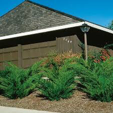 Juniperus chinensis &#39;Sea Green&#39; 3 gal