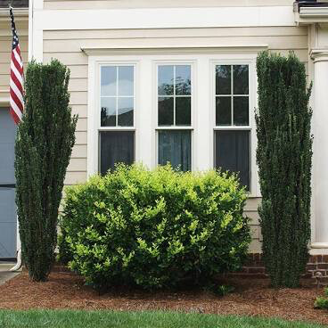 Ilex crenata ‘Sky Pencil’ 7 gal