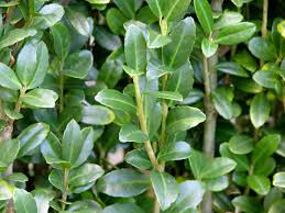 Ilex crenata ‘Sky Pencil’ 7 gal