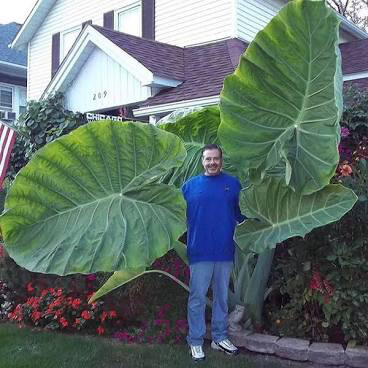 Elephant Ear 10 gal - Mammoth