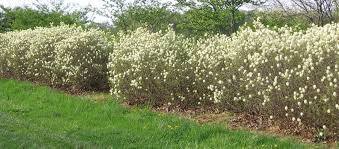 Fothergilla major &#39;Mt. Airy&#39; 2 gal