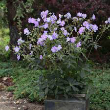 Geranium &#39;Boom Chocolatta&#39; 1 gal.