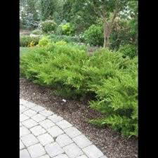 Juniperus chinensis &#39;Sea Green&#39; 3 gal