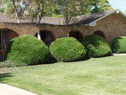 Juniperus chinensis &#39;Sea Green&#39; 3 gal