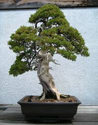 Juniperus procumbens 'Nana' #3