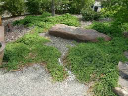 Juniperus procumbens &#39;Nana&#39; #3