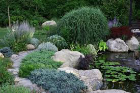 Juniperus procumbens &#39;Nana&#39; #3