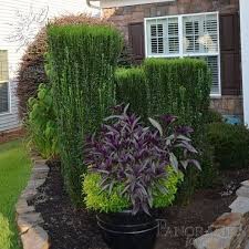 Ilex crenata ‘Sky Pencil’ 7 gal