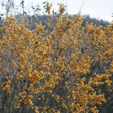 Ilex verticillata &#39;Berry Heavy Gold&#39; 3 gal