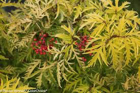 Sambucus racemosa &#39;Lemon Lace&#39; 3 gal