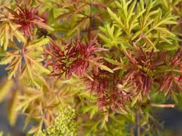 Sambucus racemosa &#39;Lemon Lace&#39; 3 gal