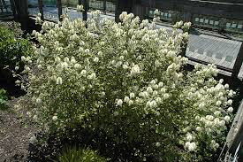 Fothergilla major &#39;Mt. Airy&#39; 2 gal