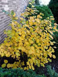 Fothergilla major &#39;Mt. Airy&#39; 2 gal