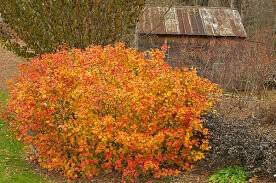 Fothergilla major &#39;Mt. Airy&#39; 2 gal