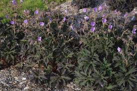 Geranium &#39;Boom Chocolatta&#39; 1 gal.
