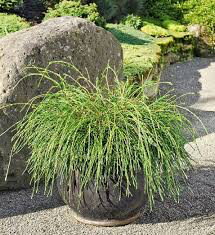 Thuja plicata &#39;Whipcord&#39; 3 gal