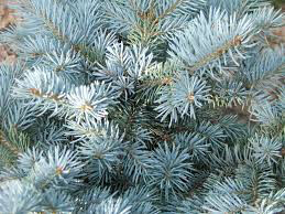 Picea pungens &#39;Glauca Globosa 10 gal