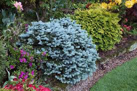 Picea pungens &#39;Glauca Globosa 10 gal
