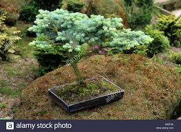 Picea pungens &#39;Glauca Globosa 10 gal
