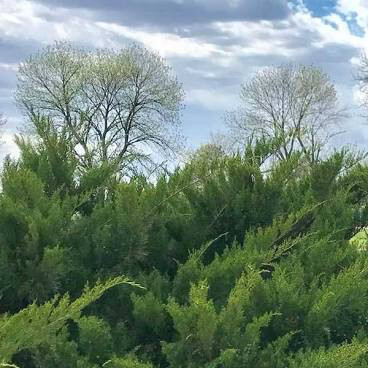 Juniperus chinensis &#39;Sea Green&#39; 3 gal