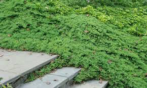 Juniperus procumbens 'Nana' #3