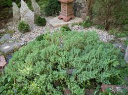 Juniperus procumbens &#39;Nana&#39; #3