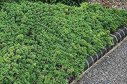 Juniperus procumbens &#39;Nana&#39; #3