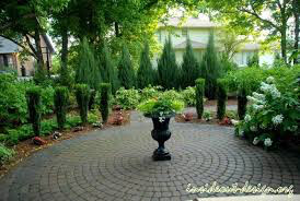Ilex crenata ‘Sky Pencil’ 7 gal