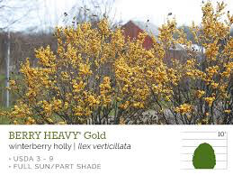 Ilex verticillata &#39;Berry Heavy Gold&#39; 3 gal