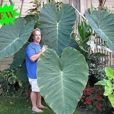 Elephant Ear 10 gal - XLarge