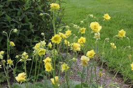 Geum &#39;Banana Daquiri&#39; 3 gal