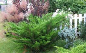 Juniperus chinensis 'Sea Green' 3 gal