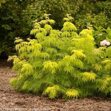 Sambucus racemosa &#39;Lemon Lace&#39; 3 gal