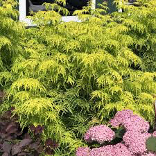 Sambucus racemosa &#39;Lemon Lace&#39; 3 gal