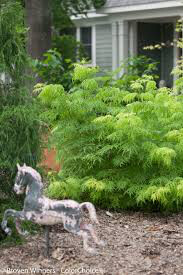 Sambucus racemosa &#39;Lemon Lace&#39; 3 gal