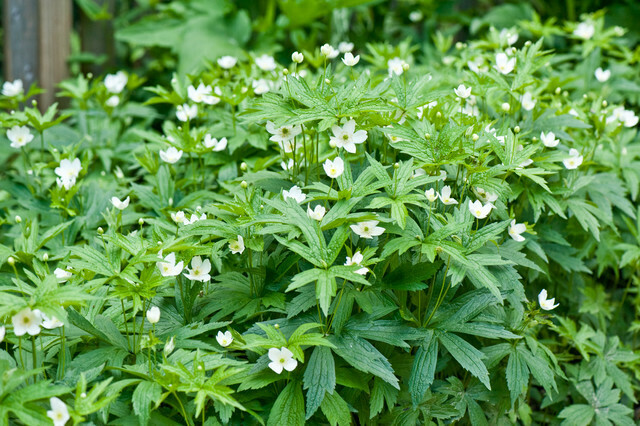 Anemone Canadensis 1 gal.