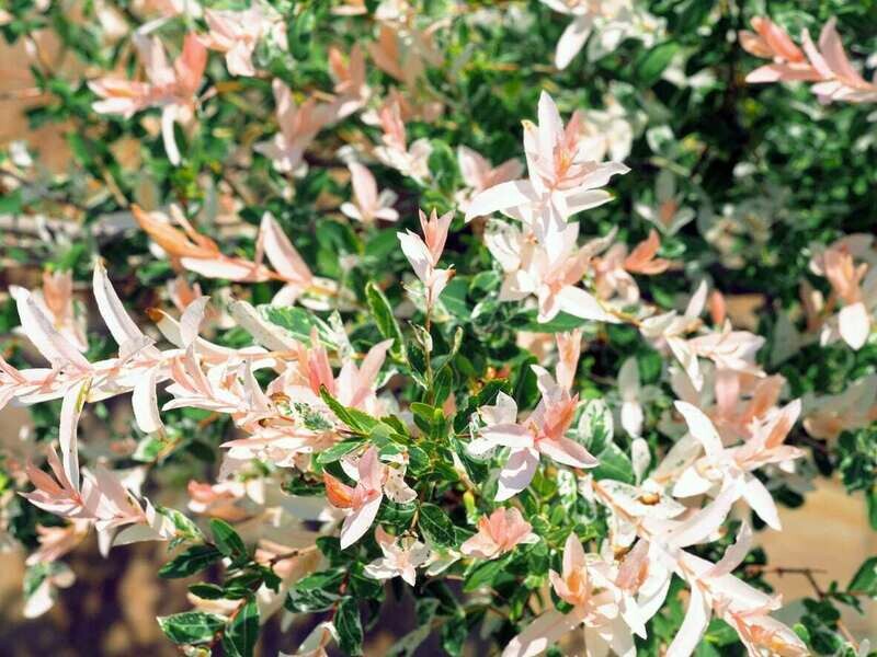 Willow Salix integra &#39;Hakaro -Nishiki&#39; 3 gal.