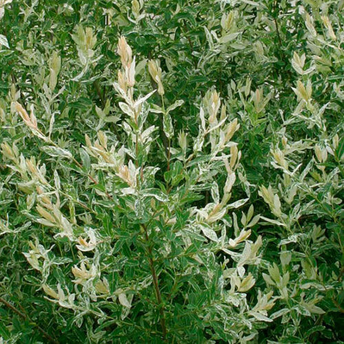 Willow Salix integra &#39;Hakaro -Nishiki&#39; 3 gal.