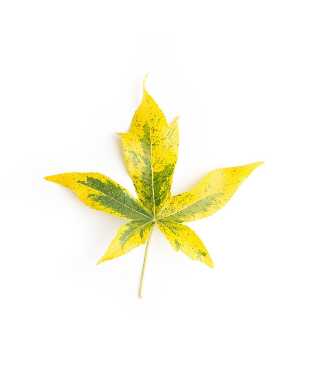 Liquidambar styraciflua &#39;Variegata&#39; 15 gal
