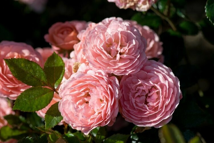 Rosa &#39;Drift apricot’ 3 gal