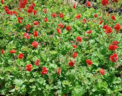 Geum &#39;Sangria&#39; 1 gal