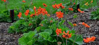 Geum &#39;Sangria&#39; 1 gal
