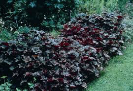 Heuchera &#39;Palace Purple&#39; 2 gal
