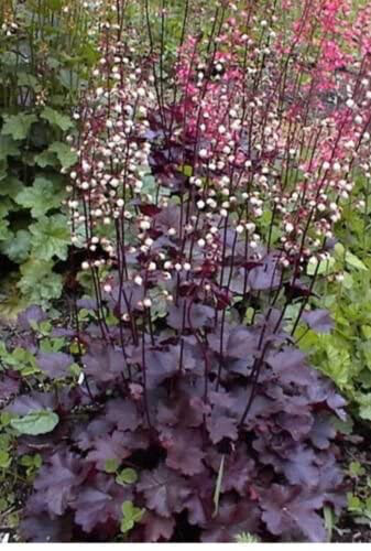 Heuchera &#39;Palace Purple&#39; 2 gal
